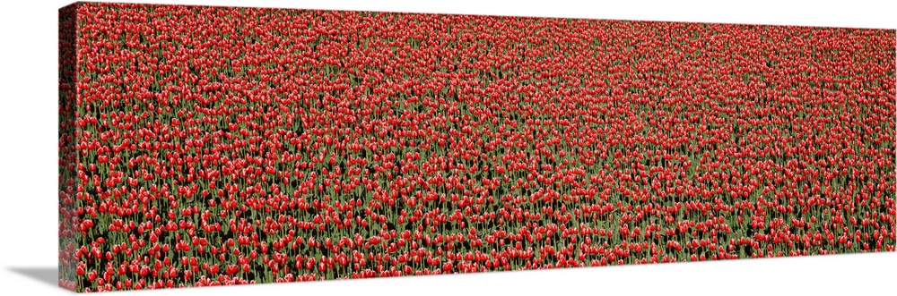 Red Tulips in a field, Skagit Valley, Washington State