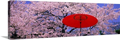 Red Umbrella and Cherry Blossoms Hikone Shiga Japan