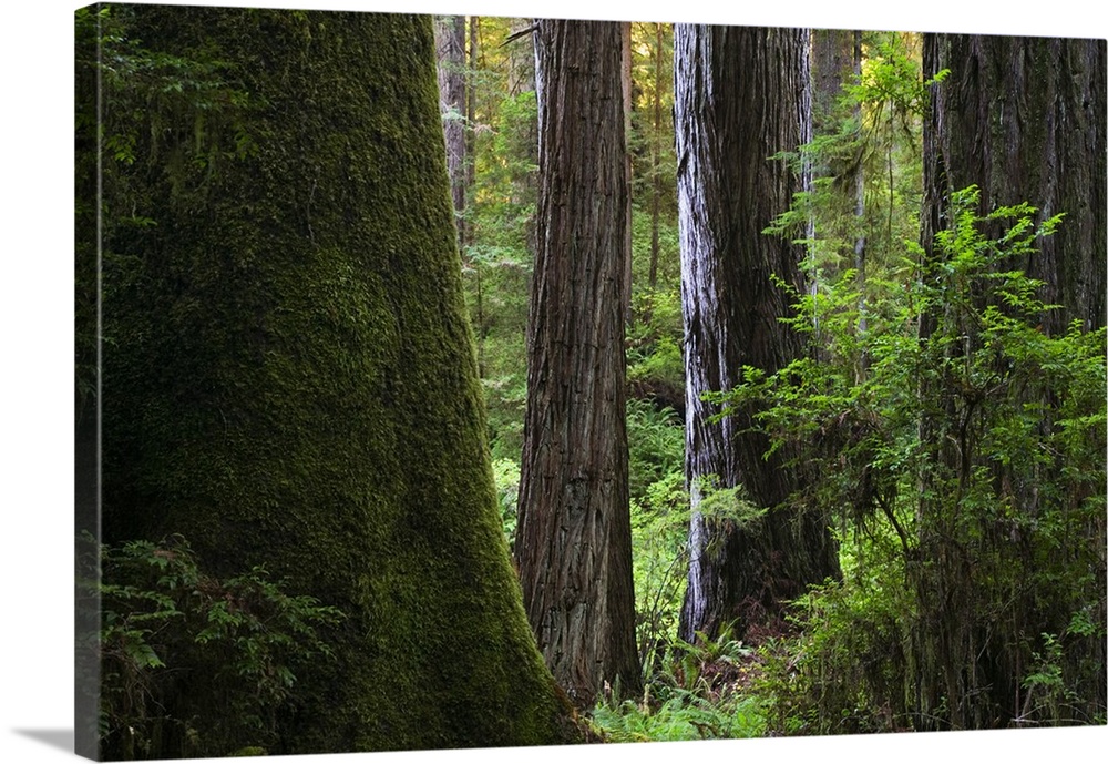 Redwood forest, Prairie Creek Redwoods State Park, California
