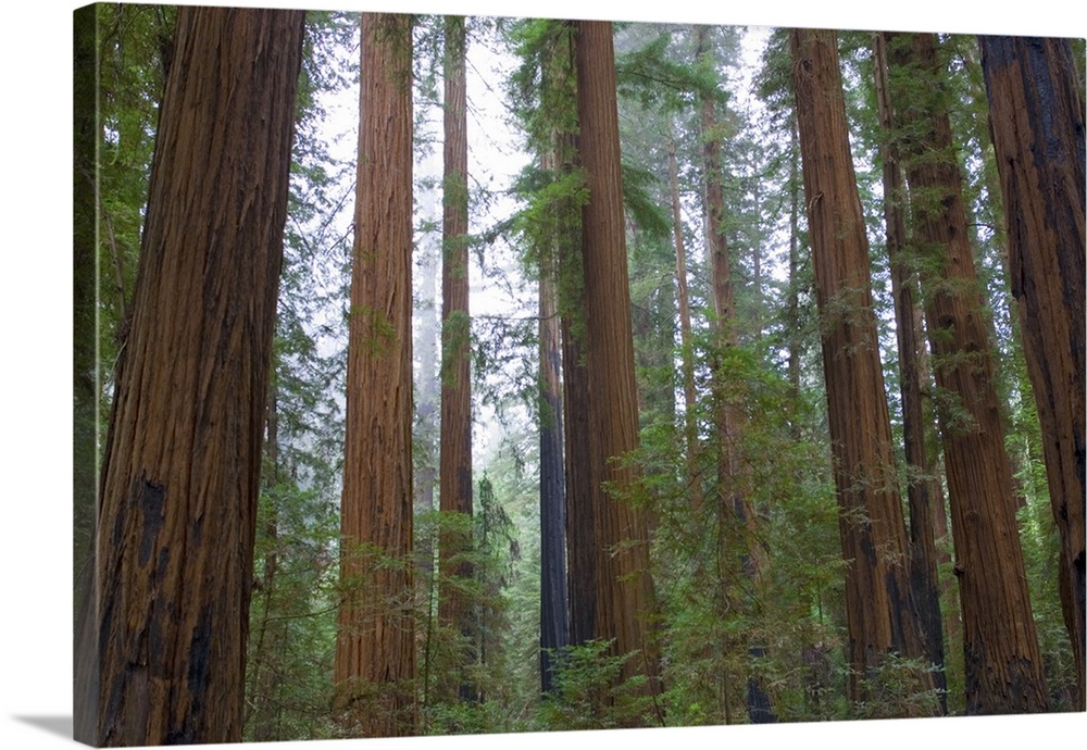Horizontal photograph on a large wall hanging of a dense forest of tall redwood trees surrounded by green foliage.