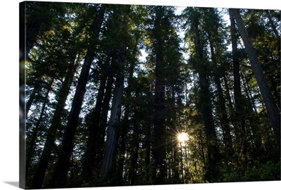Redwood trees in a forest, Del Norte Coast Redwoods State Park, California