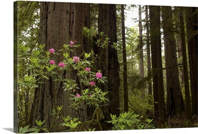 Redwoods and flowers in Del Norte Coast Redwoods State Park, California
