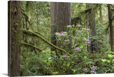 Redwoods and Rhododendron flowers, Jedediah Smith Redwoods State Park, California
