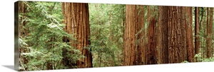 Redwoods Muir Woods CA image thumbnail
