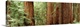 image thumbnail of Panoramic photo of the up close view of big redwood trees in California.