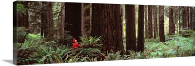 Redwoods Redwood National Park CA