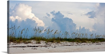 Reed grass on beach, Great Exuma Island, Bahamas