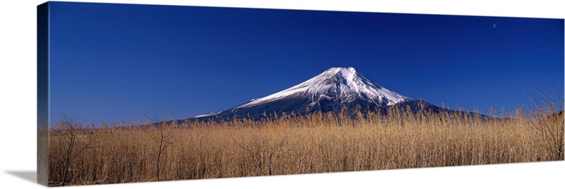 Reeds And Mt. Fuji Oshino Yamanashi Japan 