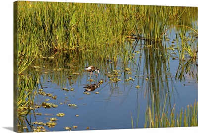 Reflection of a bird on water, Boynton Beach, Florida