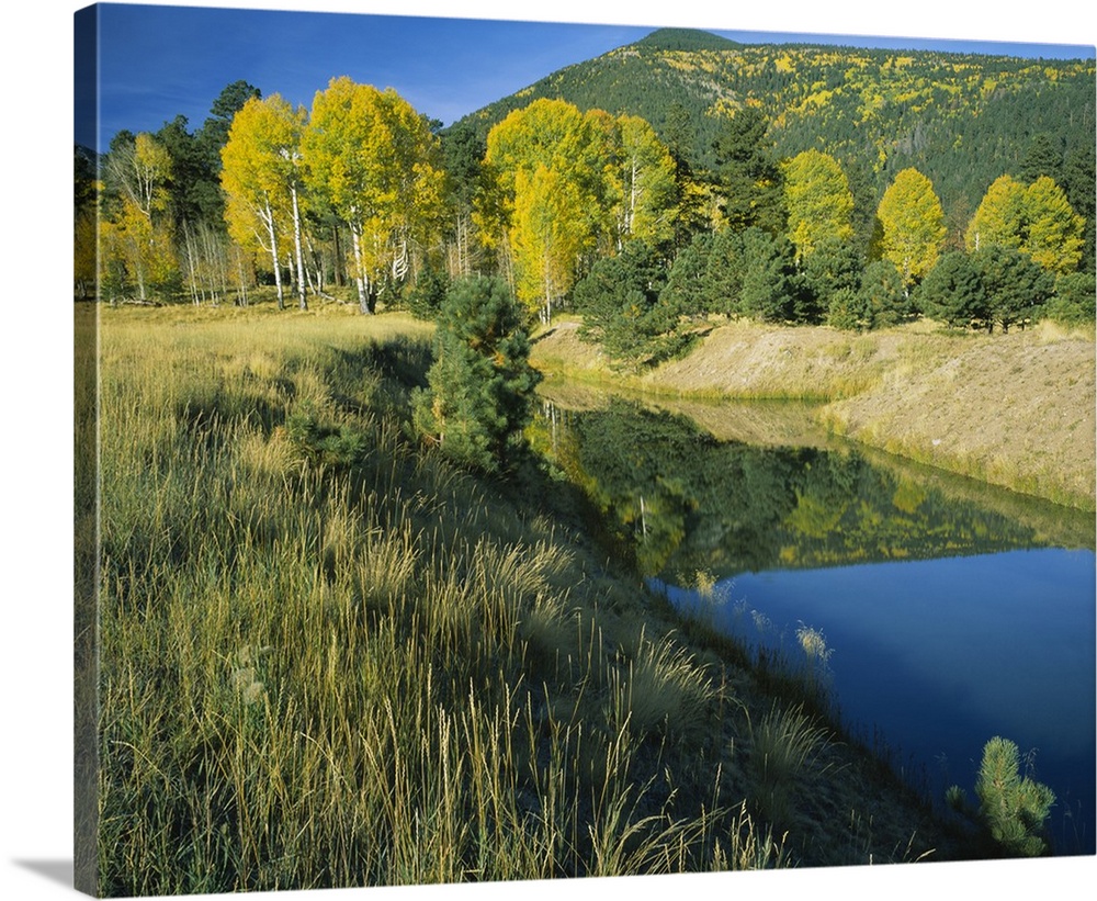 Reflection of American Aspen trees in a pond, Lockett Meadow, Kachina Peaks Wilderness Area, Coconino National Forest, Ari...