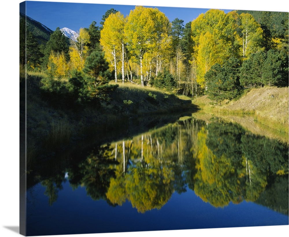 Reflection of American Aspen trees in a pond, Lockett Meadow, Kachina Peaks Wilderness Area, Coconino National Forest, Ari...