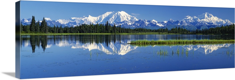 Panoramic photograph on a big canvas of snow covered Mt Foraker and Mt McKinley behind a line of trees, reflecting in blue...