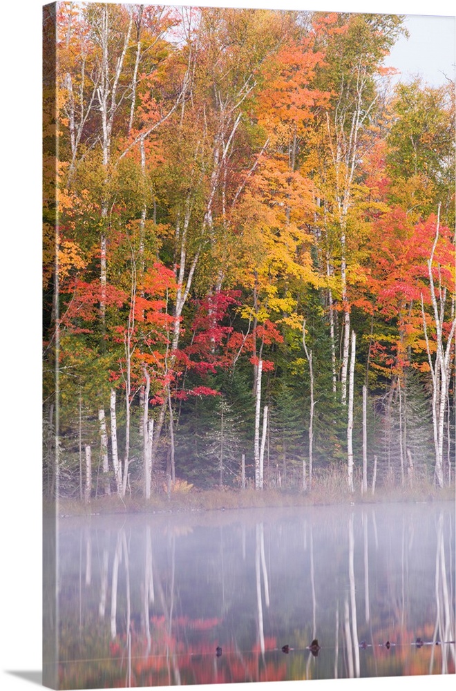 Reflection of trees in a lake in autumn, Pete's Lake, Schoolcraft County, Upper Peninsula, Michigan, USA.