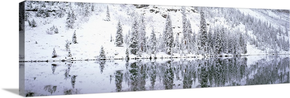 Reflection of trees in a lake, Maroon lake, Maroon Bells, Aspen, Colorado