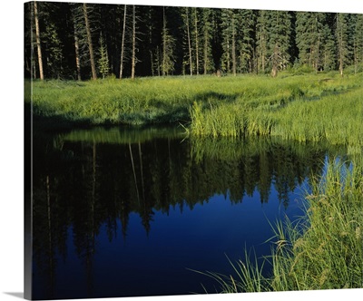 Reflection of trees in a river, Little Colorado River, Mt Baldy Wilderness Area, Apache-Sitgreaves National Forest, Apache County, Arizona