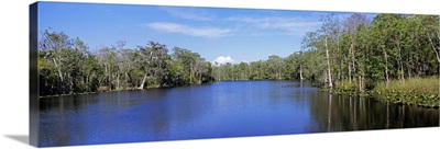 Reflection of trees in a river, Lower Suwannee National Wildlife Refuge, Suwannee River, Florida