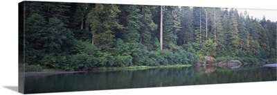 Reflection of trees in a river, Smith River, Jedediah Smith Redwoods State Park, California