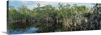 Reflection of trees in water, Hells Bay Trail, Everglades National Park, Florida