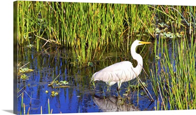 Reflection of white crane in pond, Boynton Beach, Florida
