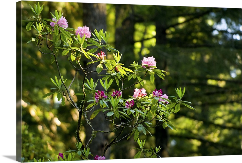 Rhododendron flowers in a forest, Del Norte Coast Redwoods State Park, California
