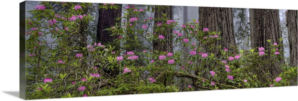 Rhododendron flowers in a forest, Redwood National Park, California, USA.