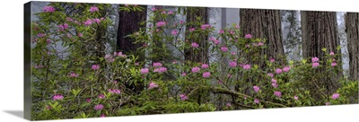 Rhododendron flowers in a forest, Redwood National Park, California