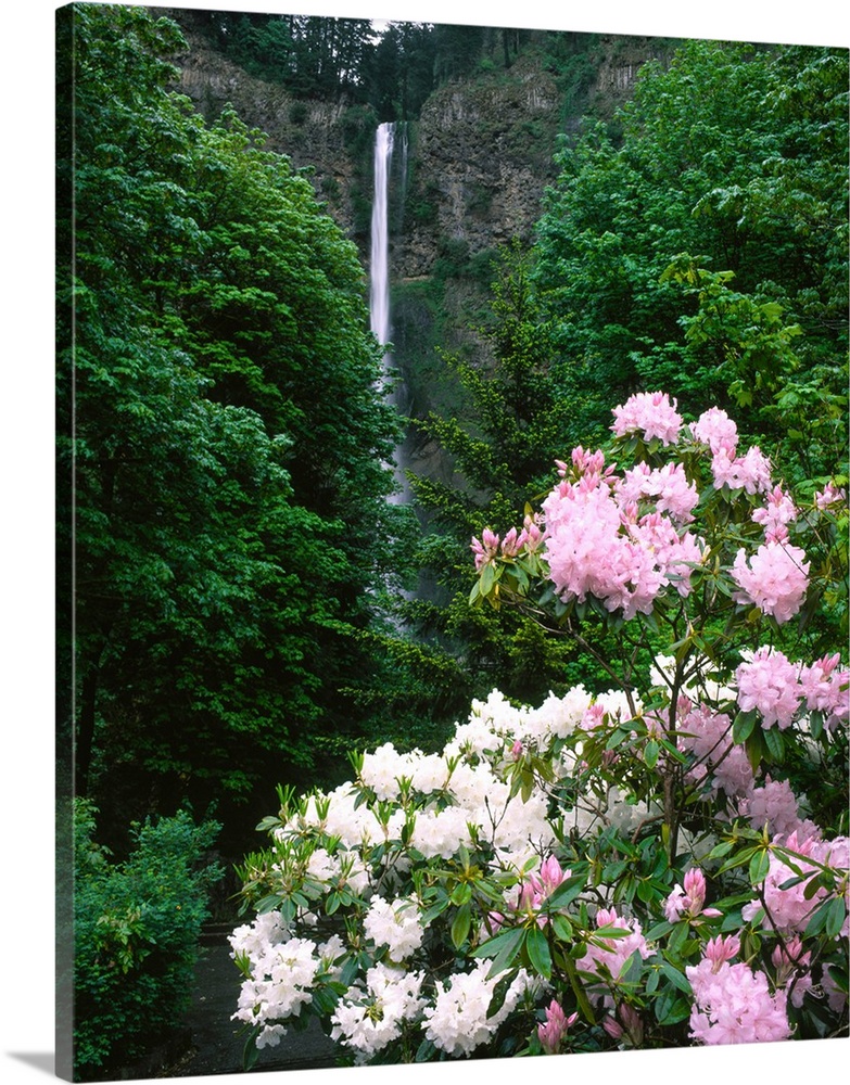 Close-up of Rhododendron flowers, Multnomah Falls, Columbia River Gorge National Scenic Area, Multnomah County, Oregon, USA