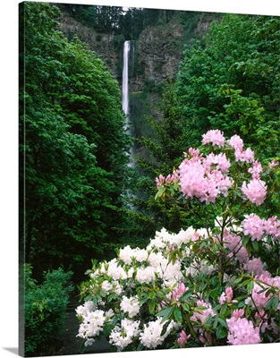 Rhododendron flowers, Multnomah Falls, Columbia River Gorge National Scenic Area, Oregon