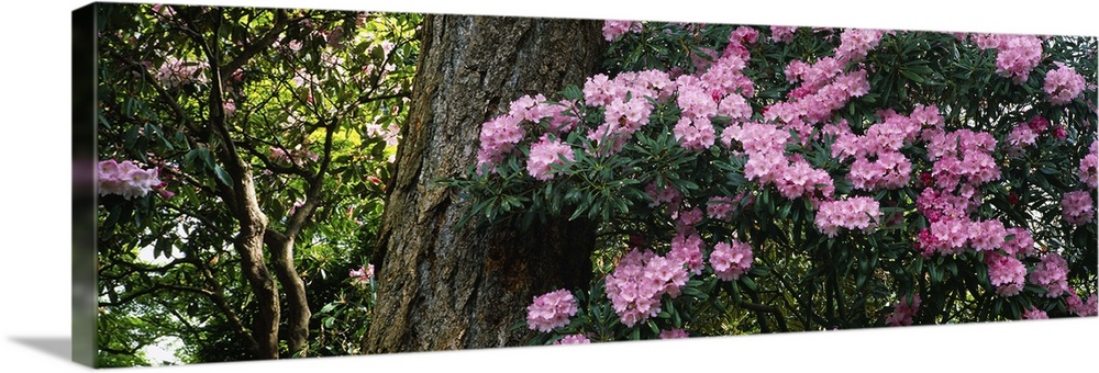 Rhododendron flowers on a plant, Oregon