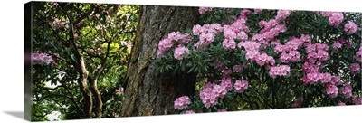 Rhododendron flowers on a plant, Oregon