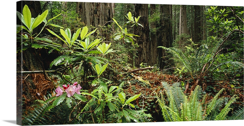 Rhododendron plants and Redwood (sequoia sempervirens) trees in a forest, Redwood National Park, California