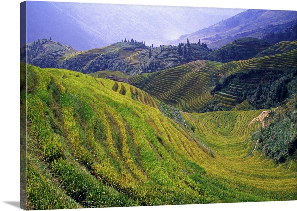 Rice paddy terraces on rolling hills, Longsheng Area, China.