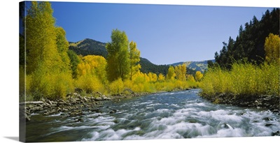 River flowing in the forest, San Miguel River, Colorado
