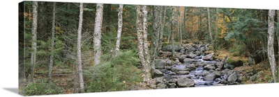 River flowing through a forest, Adirondack Mountains, New York State