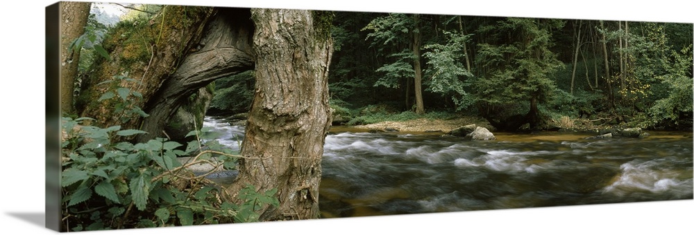 River flowing through a forest, Aist River, Upper Austria, Austria