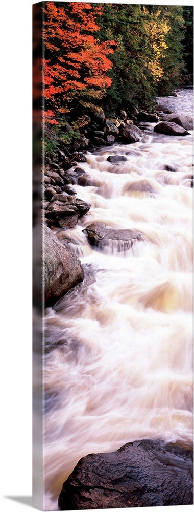 River flowing through a forest, Ausable River, Wilmington, Essex County