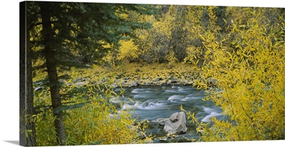 River flowing through a forest, San Miguel River, San Juan Mountains, San Miguel County, Colorado