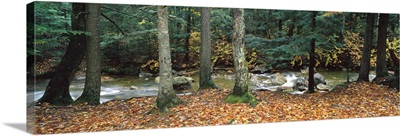 River flowing through a forest, White Mountain National Forest, New Hampshire