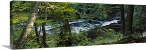River flowing through the forest, Presque Isle River, Porcupine Mountains, Michigan image thumbnail