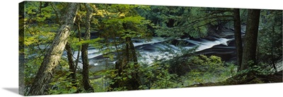 River flowing through the forest, Presque Isle River, Porcupine Mountains, Michigan