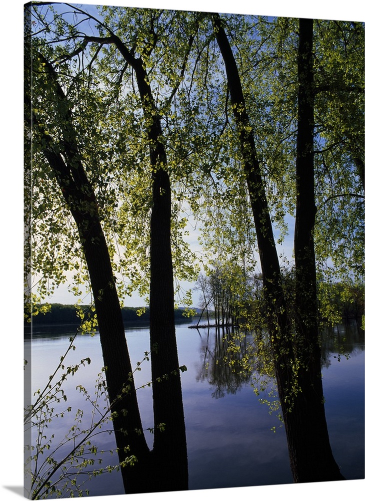 A vertical photograph of two V shaped tree trunks growing alongside the still river waters on a sunny day.