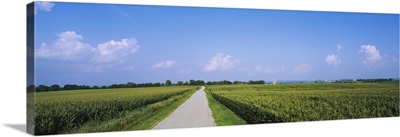 Road along corn fields, Jo Daviess County, Illinois