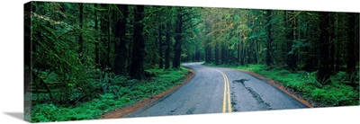 Road Hoh Rain Forest WA
