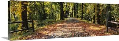 Road in a forest covered with leaves, Lincoln, Massachusetts