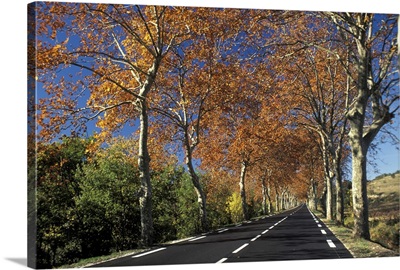 Road in the Country w/Trees in Autumn