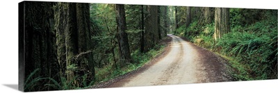 Road Jedediah Smith Redwoods State Park CA