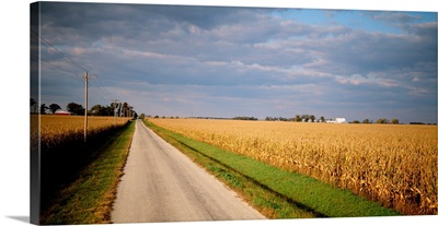 Road passing through a field, Stelle, Ford County, Illinois