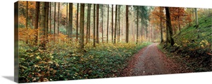 Road passing through a forest, Baden-Wurttemberg, Germany image thumbnail