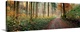 image thumbnail of Road passing through a forest, Baden-Wurttemberg, Germany