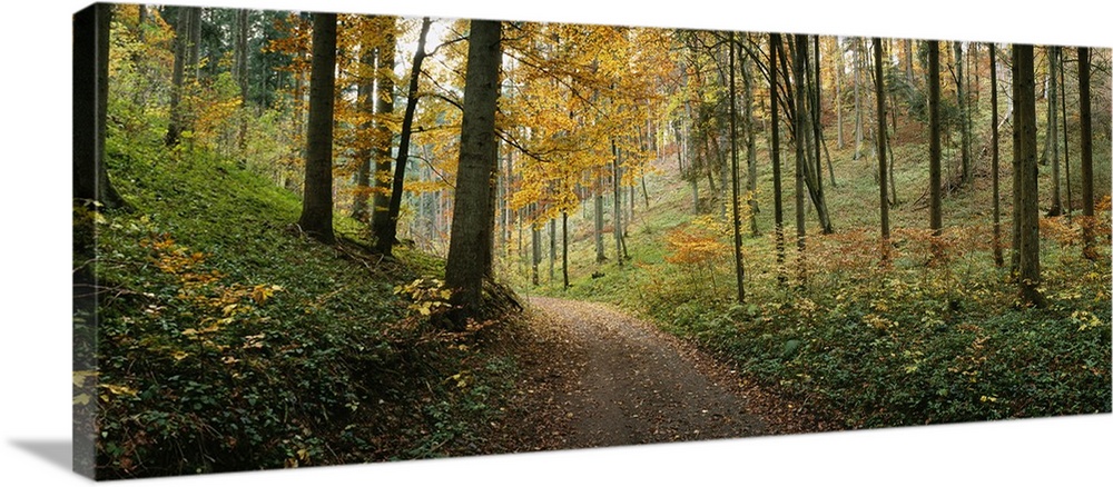 Panoramic photograph of path winding through autumn colored forest.